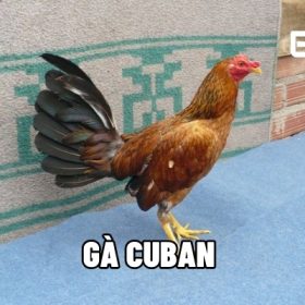 gà Cuban
