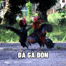 Đá gà đòn